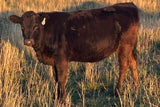 wagyu heifer standing in tall dead grass