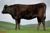yearling wagyu heifer standing in ai field