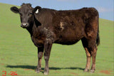 wagyu cow for sale in an ai field