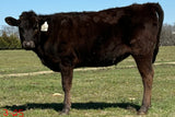 wagyu heifer standing in a texas field