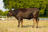 Wagyu Semen For Sale - WCRF24V0011 - Conventional - Mr B33F