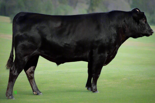 registered black wagyu semen from this bull standing in a texas field