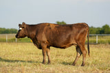 Wagyu Cows & Heifers For Sale - WCRFR0006 - 06H - Cow calf pair