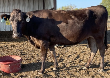 bred wagyu heifer standing in front of a shed in texas