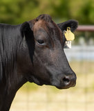 FB42682 WC Bay Mich102F  Bred to Mr B33F