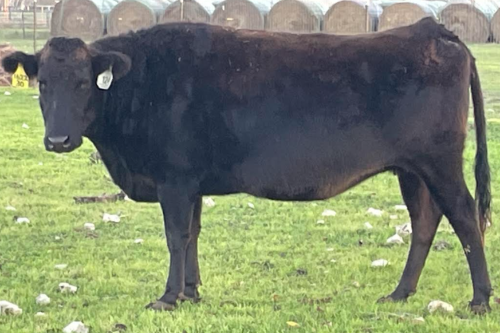 bred wagyu cow for sale standing in texas grass with round bales of hay in the background