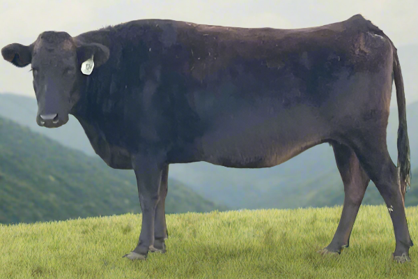 bred wagyu cow for sale in texas on ai altered background