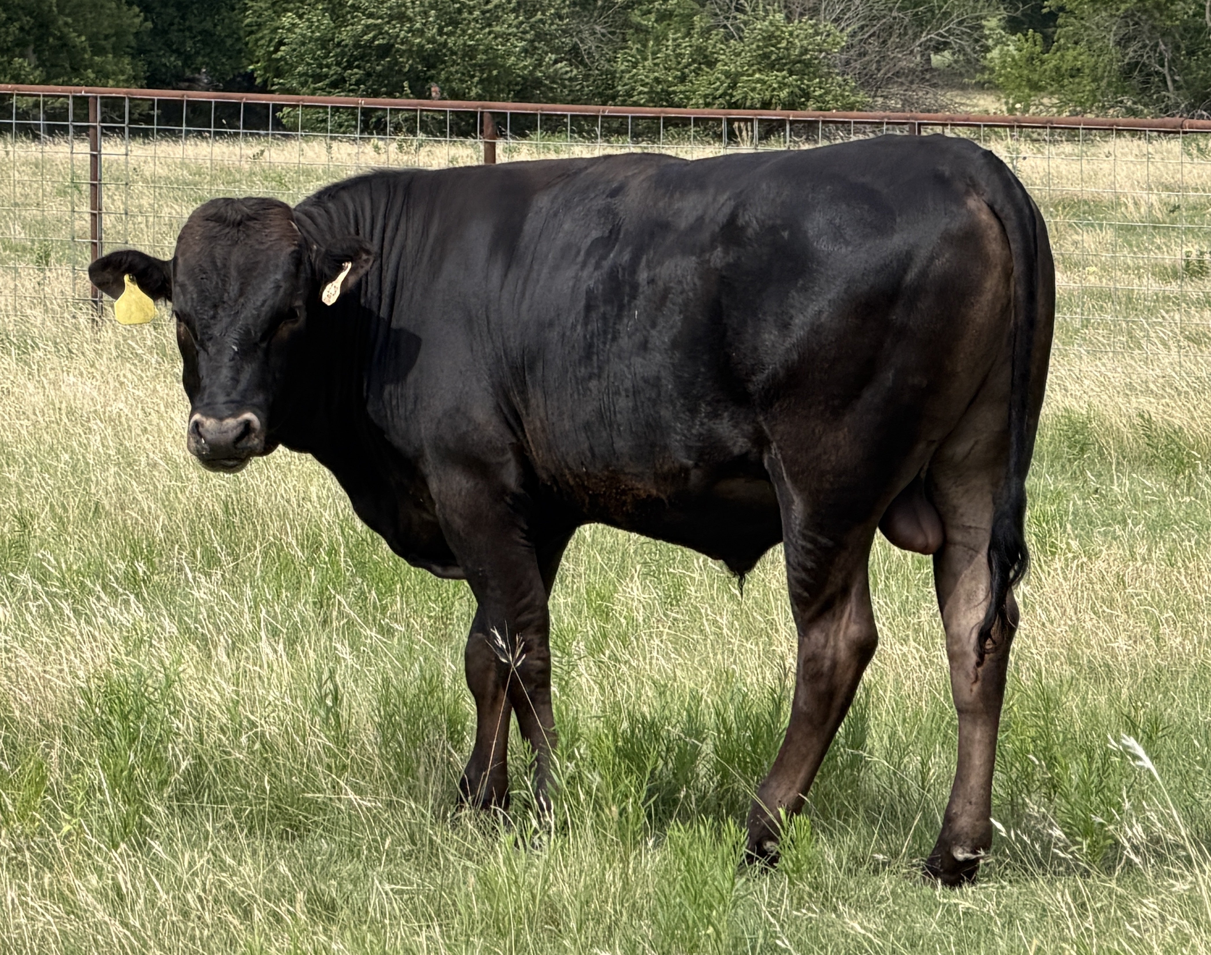 Wagyu Bulls For Sale - WCRF25W0129