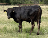 Wagyu Bulls For Sale - WCRF25W0129
