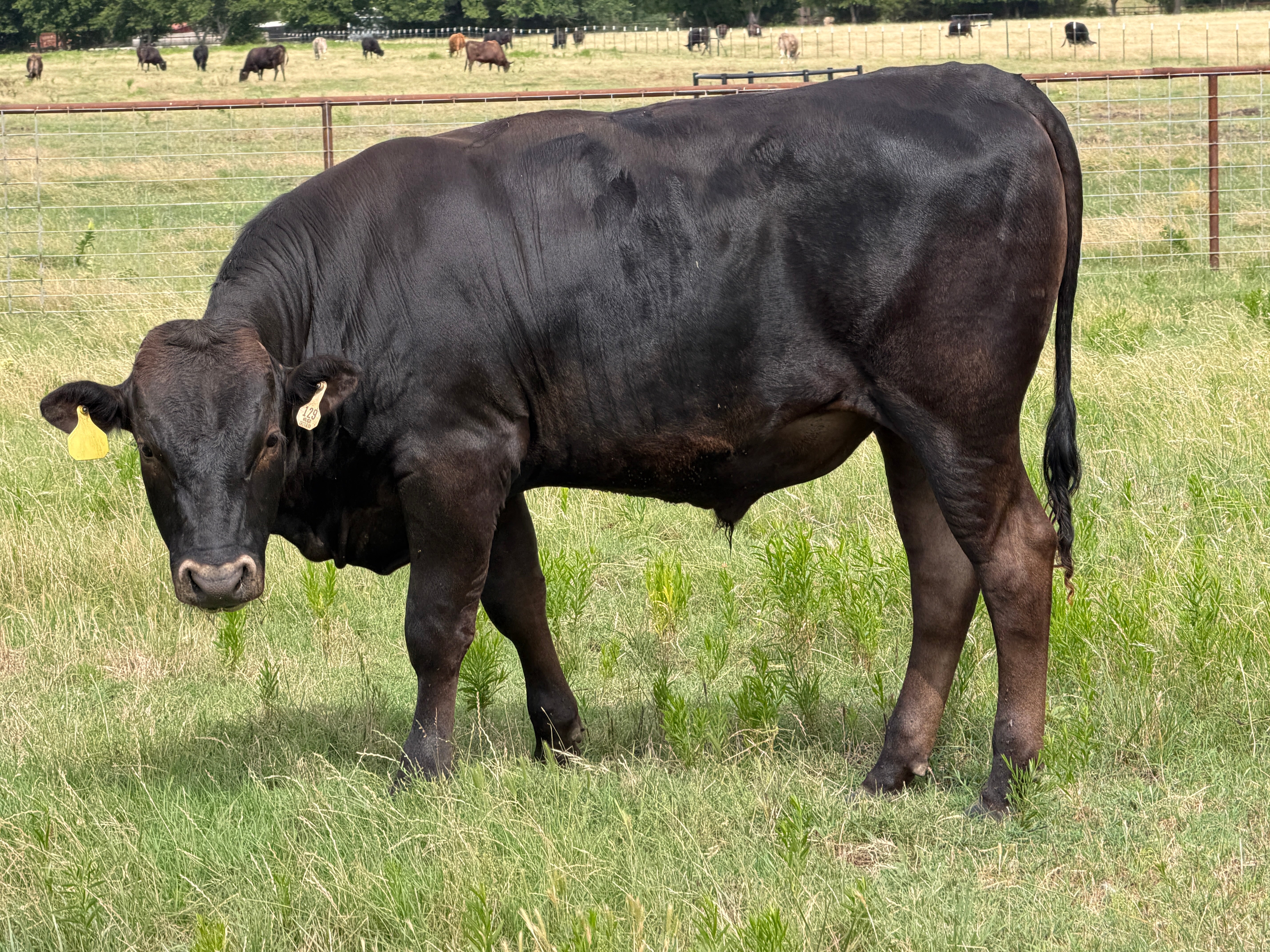 Wagyu Bulls For Sale - WCRF25W0129