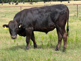 Wagyu Bulls For Sale - WCRF25W0129
