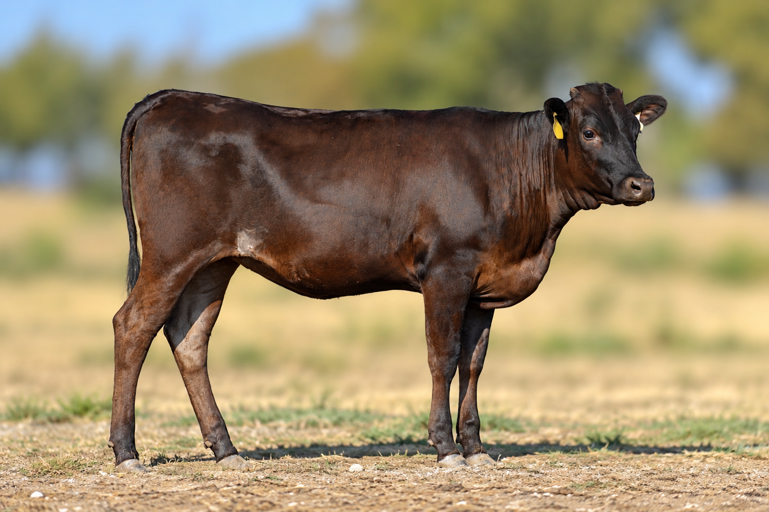 Walker Cattle Ms S0024 1009 137