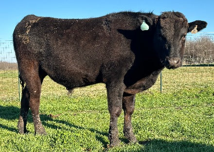 2.19.24, young wagyu bull standing in texas field with wire fence and blue sky in background