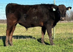 Feb 19 2024.  Young wagyu bull standing in front of a wire fence