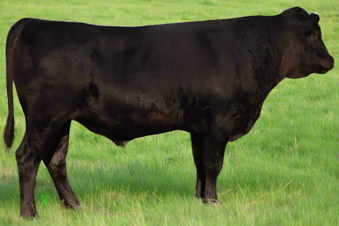 wagyu bull in grass