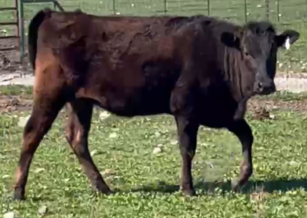 wagyu cow standing in rocky grass in texas on march 11 2024