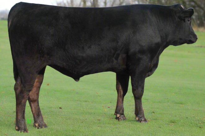 registered wagyu semen for sale bull is standing in dead-ish