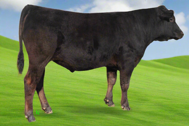 registered wagyu bull