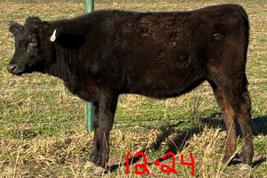 wagyu heifer standing in a field with barb wire in background