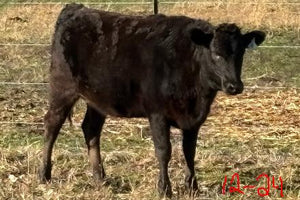 wagyu heifer for sale standing in front of wire fence