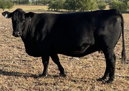 angus cow carrying wagyu embryo standing in a field with  drought damage