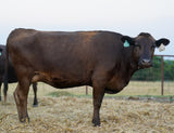 Wagyu Cows & Heifers For Sale - WCRFS0056 - 56J - Bred