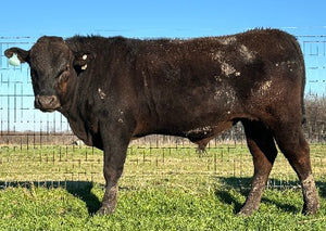 2.19.24 muddy wagyu bull standing in texas pasture
