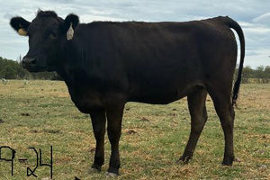 wagyu heifer for sale in texas