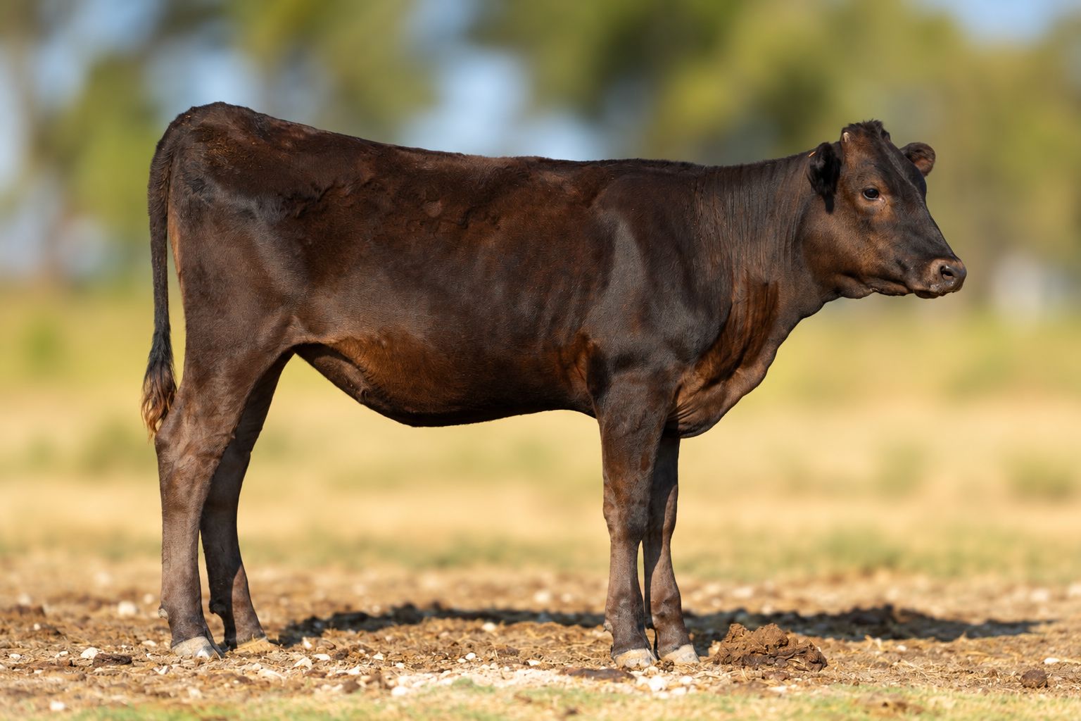 Walker Cattle Ms Loaded K24 6N WCRF25W0006