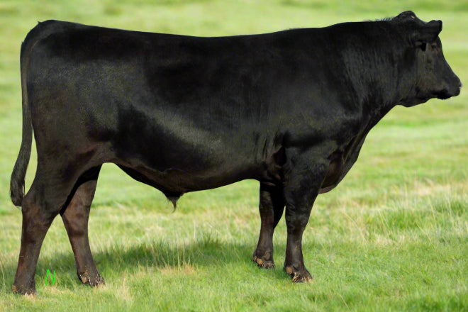 wagyu bull with semen for sale in texas