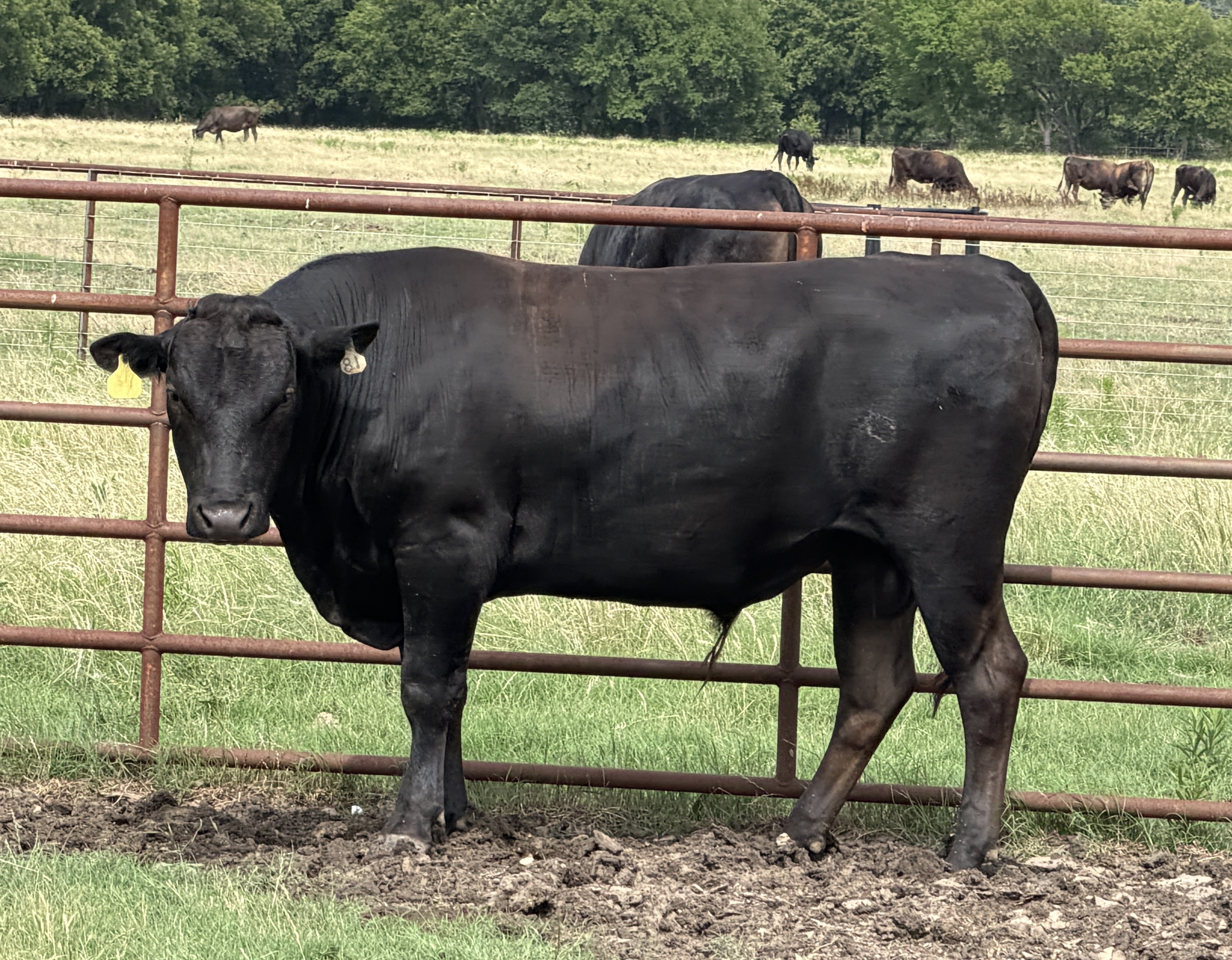 Wagyu Bulls For Sale - WCRF24V0181