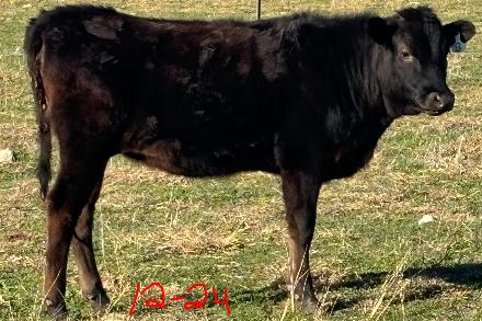 young wagyu heifer for sale