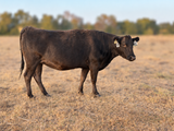 WCRF23U0006  FB107074  WC Ms Sanji United 6L  Bred to Mr B33F