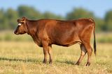 WCRFR0006 - FB 63010 Ima Ms Sanjirou 4P 06H  Bred to Mr B33F