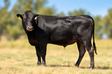 Wagyu Bulls For Sale - WCRF25W0129