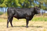 Wagyu Bulls For Sale - WCRF25W0131