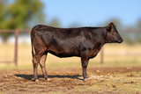 Walker Cattle Baili 154 Louise 14N WCRF25W0014