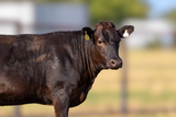 Walker Cattle Baili 154 Louise 14N WCRF25W0014