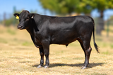 Wagyu Bulls For Sale - WCRF25W0005