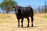 Wagyu Bulls For Sale - WCRF25W0005