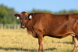 WCRFR0006 - FB 63010 Ima Ms Sanjirou 4P 06H  Bred to Mr B33F