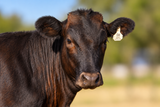 Walker Cattle Ms Loaded K24 6N WCRF25W0006