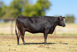 FB42682 WC Bay Mich102F  Bred to Mr B33F