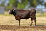 WCRF22T0020 - FB107280 Walker Cattle Ms Tajimax 110 20K  Bred to Mr B33F