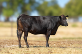 FB42682 WC Bay Mich102F  Bred to Mr B33F