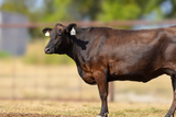 WCRF22T0020 - FB107280 Walker Cattle Ms Tajimax 110 20K  Bred to Mr B33F