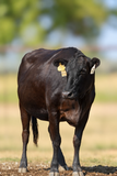 USAFB61774 - FB61774  ODSF Mae Ni H008  Bred to Mr B33F