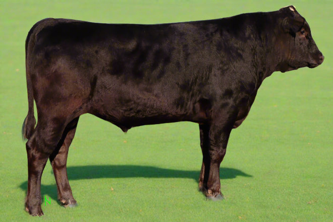 registered wagyu bull who has semen for sale standing in a field in texas