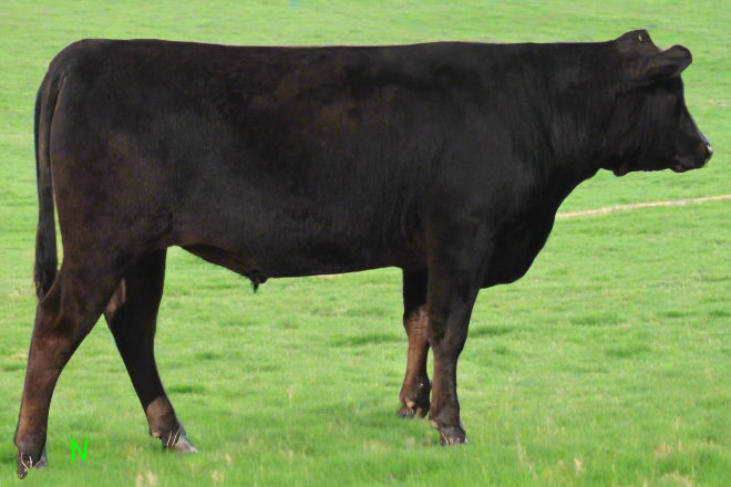 wagyu bull semen for sale mister 6, mr6 mr. 6