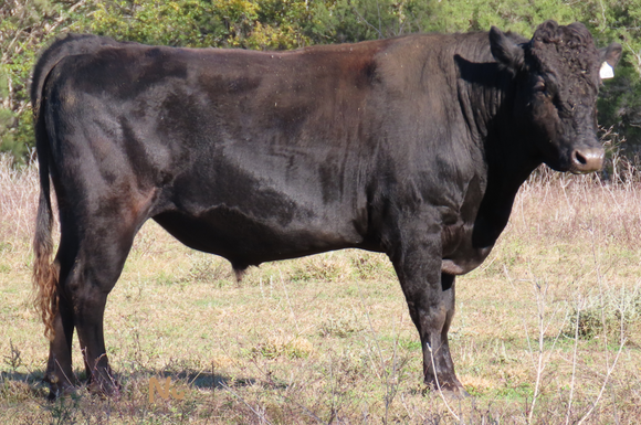 Olive Grove S033 Wagyu Bull, located in AU.